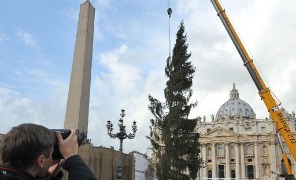 abete_natale_sanpietro_296
