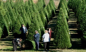 albero_natale_296