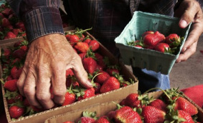 farmers_market_296