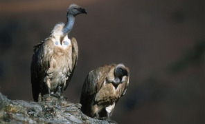avvoltoio_sudafrica_296