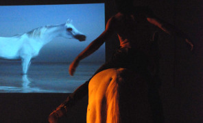 cavallo_schermo_equus_296