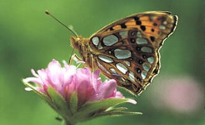 farfalle_fiori_296