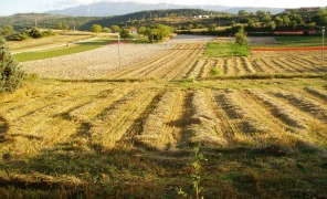 campi_zafferano_296