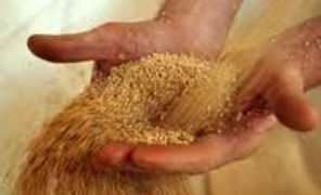cereali_mani_296